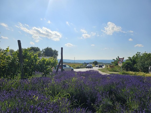 Stavebný pozemok Pezinok 3118m2